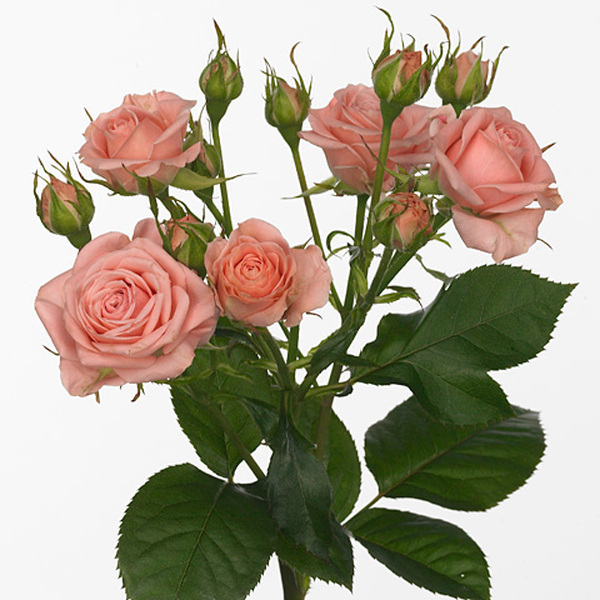 ROSA RAMIFICADA *ODILIA* 70CM