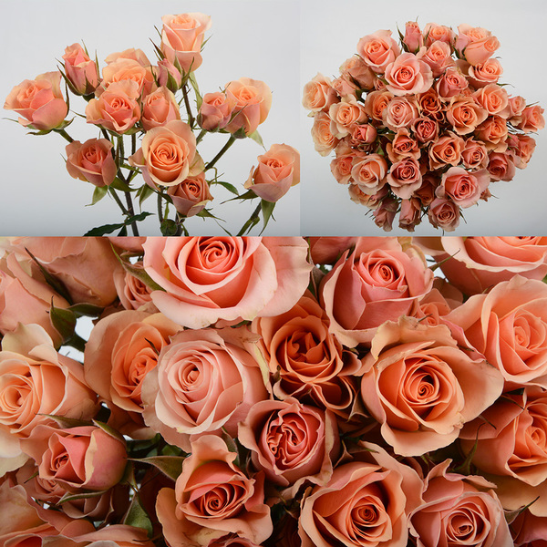 ROSA RAMIFICADA *ILSE* 60CM
