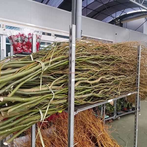 SALIX EXTRA 250CM