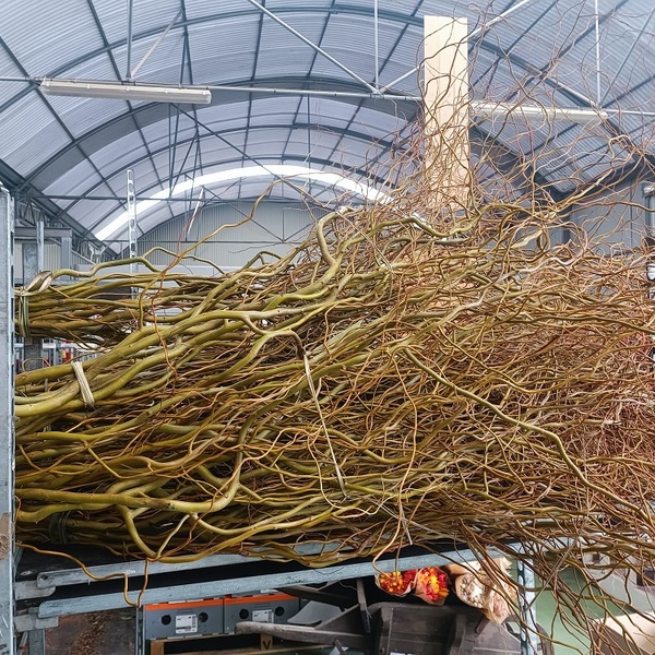 SALIX TENDRE TORTUOS 195 CM 