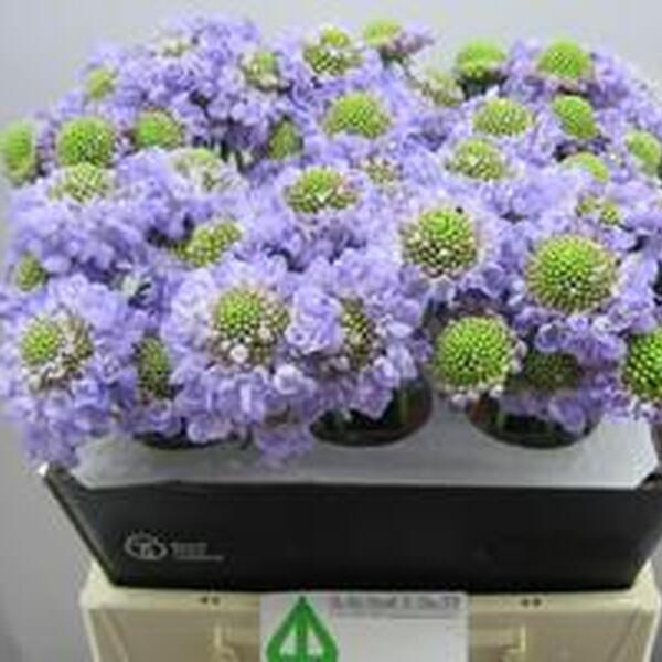 SCABIOSA AT LAVANDER HP SCOOP 45CM