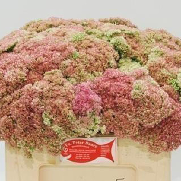 SEDUM 55CM