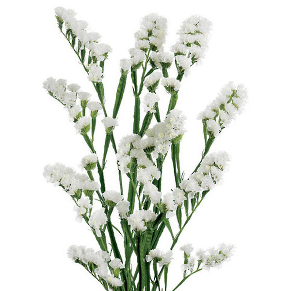 STATICE BLANC