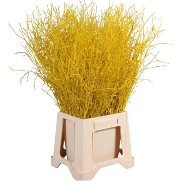 BETULA 70CM GROC