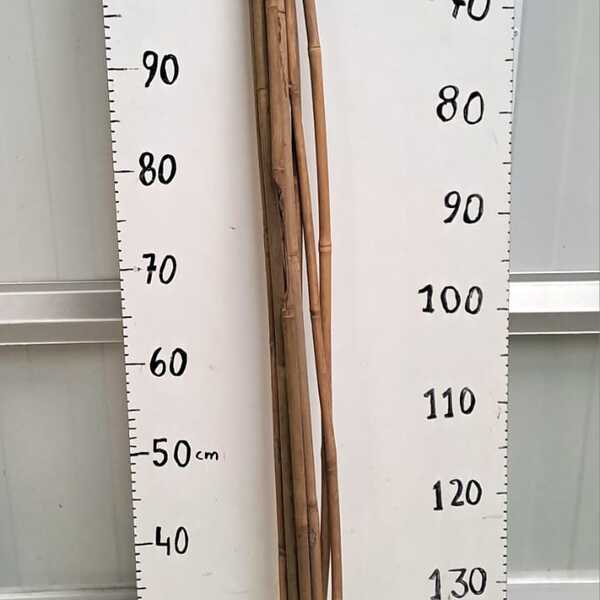 TUTOR BAMBÚ 120CM 