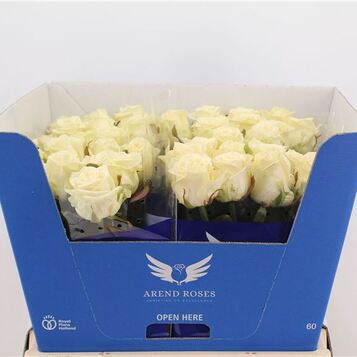 Venda de roses a l'engròs a Barcelona: frescor, qualitat i el millor preu.