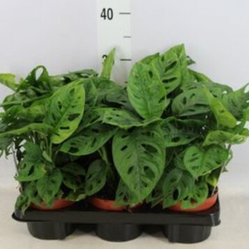 Majorista de plantes per a floristeries, centres de jardineria, esdeveniments i empreses
